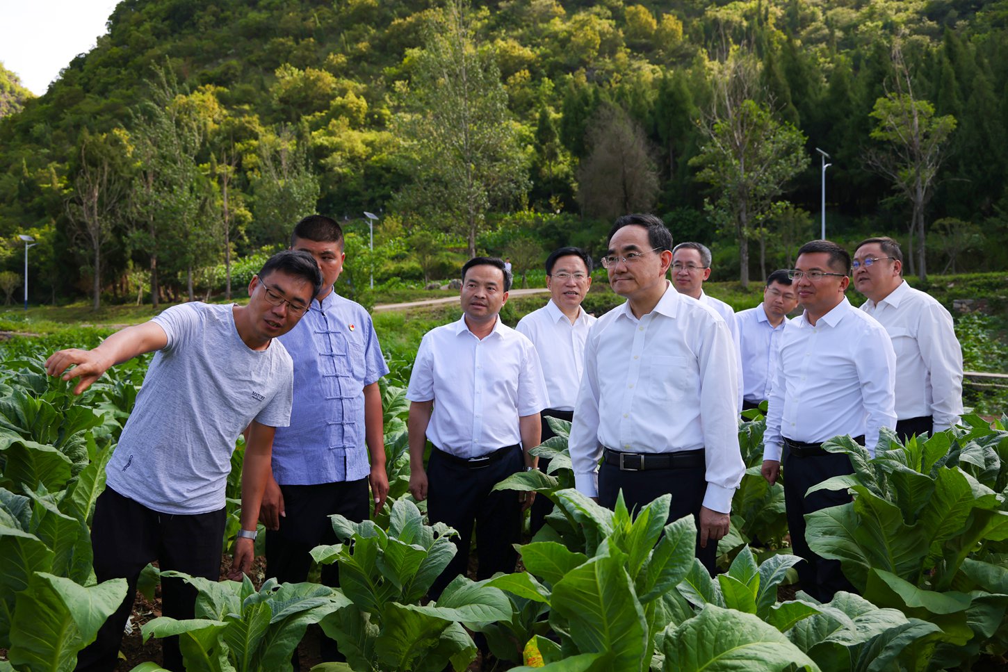 (审定)DPCL6366-2 - - - -2023年7月3日,省委书记、省人大常委会主任徐麟深入黔西南自治州兴义市调研。图为徐麟在楼纳村烤烟基地考察。贵州日报天眼新闻记者 杜朋城 摄.jpg